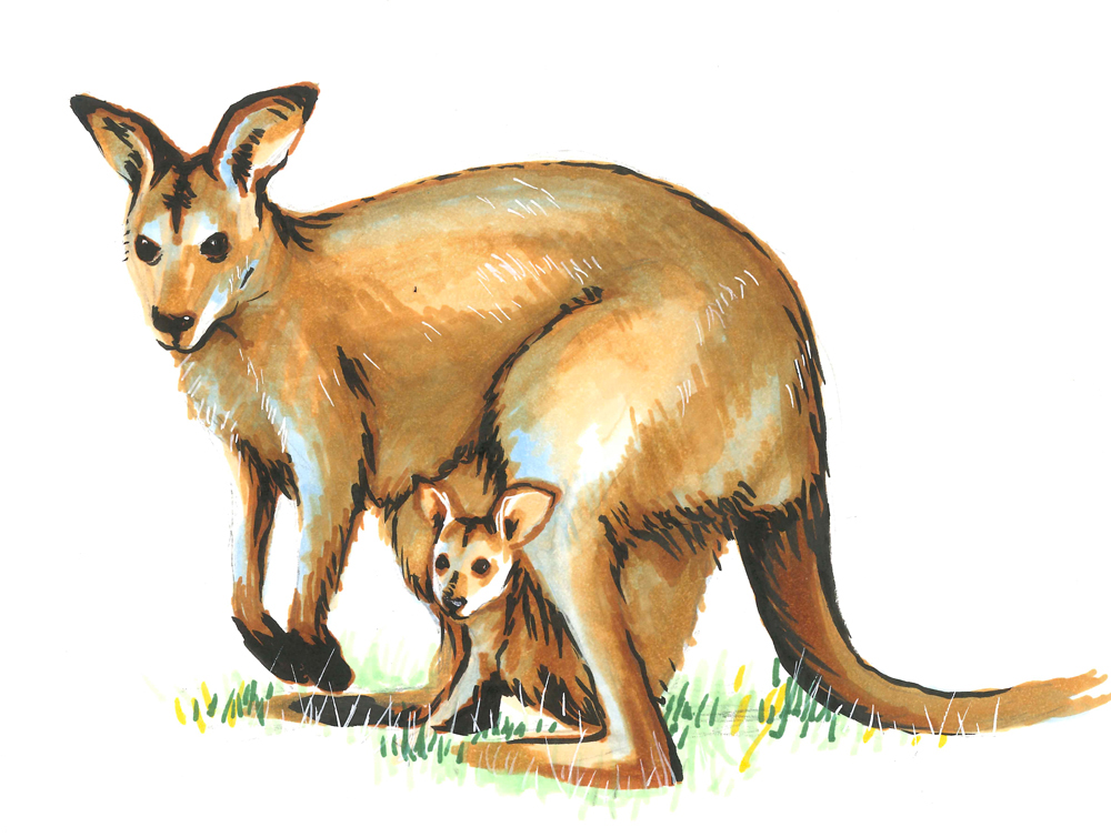 Doudou le kangourou